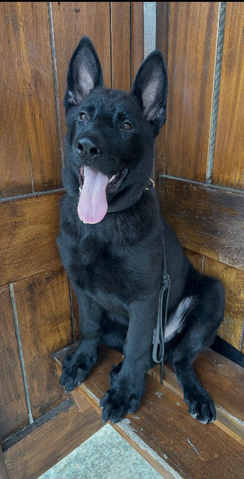 Full Working line all Black Male