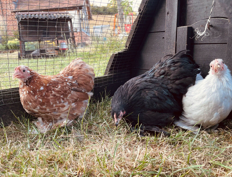 There different coloured Pekin girls