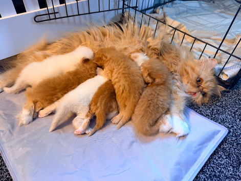 Exotic Persian kittens