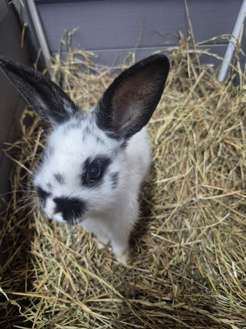 English spot rabbits for new home