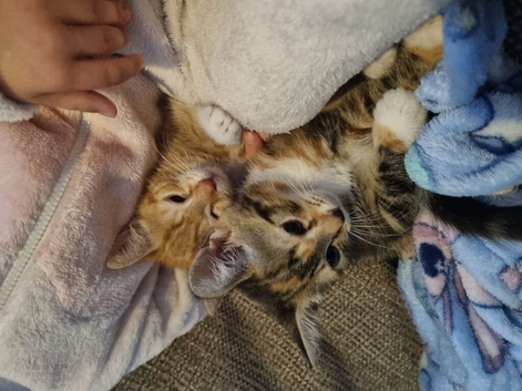 2 kittens seeking forever homes