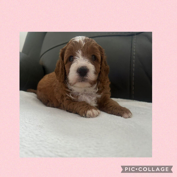 toy cavapoos!!! 1 boy left!! 1 girl left!!
