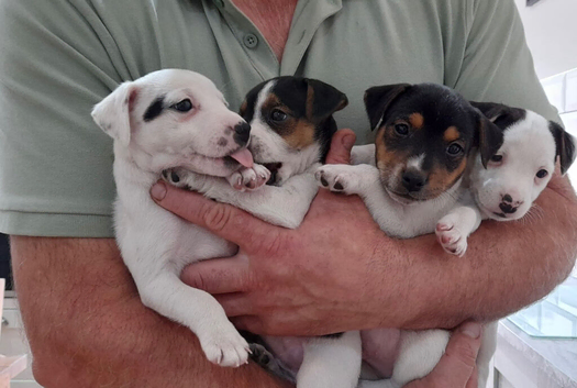 Traditional Jack Russell pups