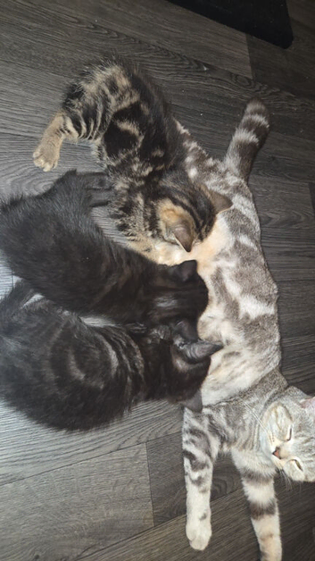 3 gorgeous kittens for sale