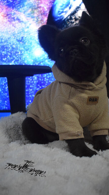 Fluffy frenchie pup