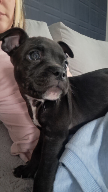Beautiful jet black staffy puppy female.