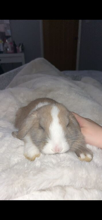 6 month old female mini lop rabbit comes with everything you need