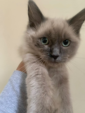 FEMALE RAGDOLL KITTEN