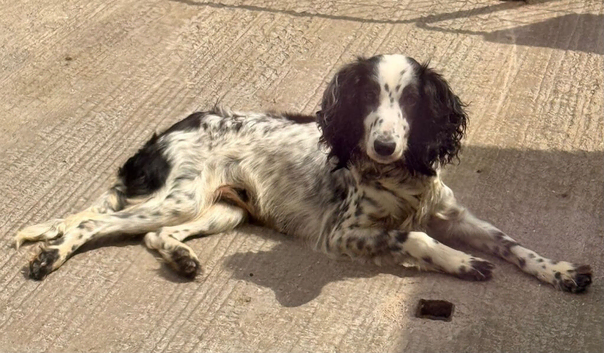 Cocker spaniel looking for a new home