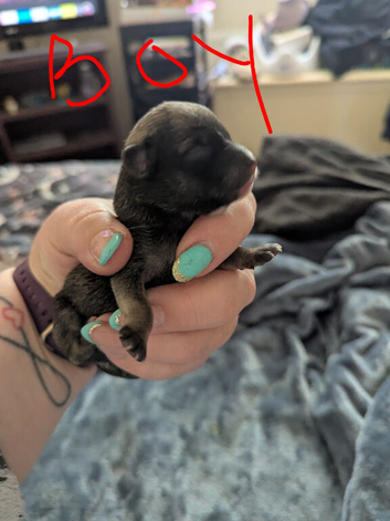 Chihuahua puppies for sale