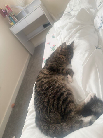 Domestic shorthair kitten 9 months old