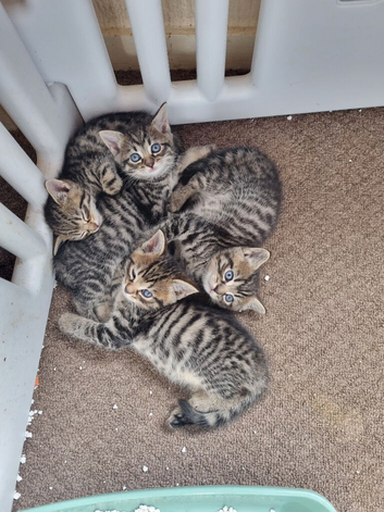 Bengal x kittens