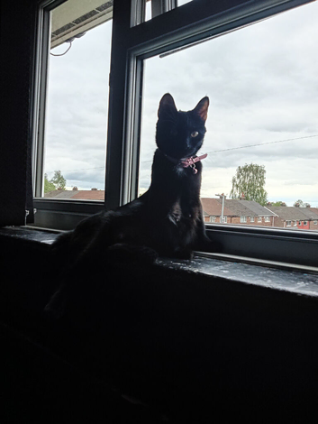 Cat female 1 years old