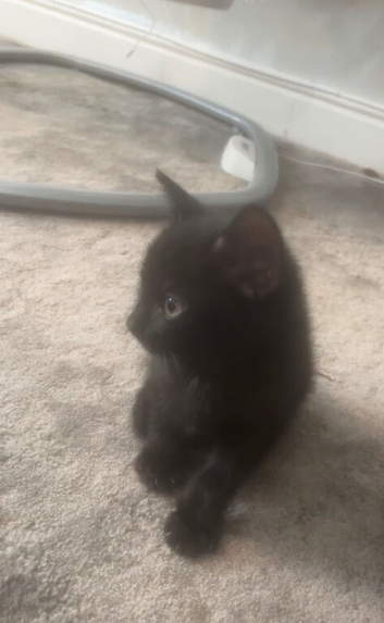 ️two beautiful tuxedo kittens available ️