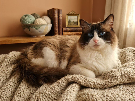 Ragdoll Bi-Colour Proven Male