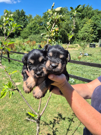 KC Registered Miniature Schnauzers