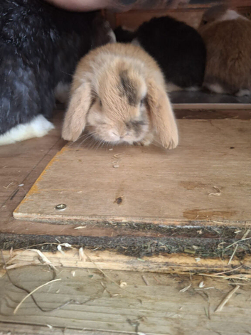 Beautifull mini lops