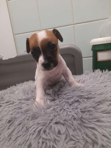 Jack russell pups