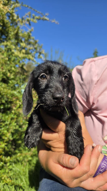 3/4 dachshund 1/4 yorkie female pup.