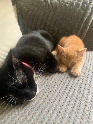 1 GINGER KITTEN AVAILABLE !!!