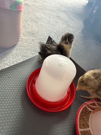 Baby chicken