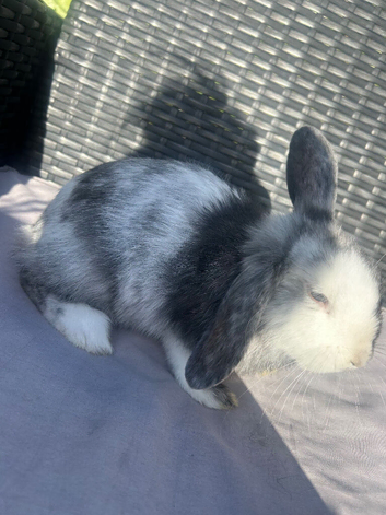 bunny for sale