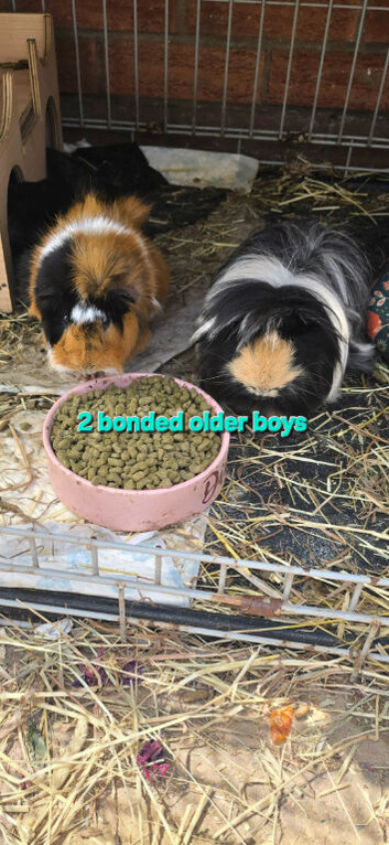 Guinea pigs for sale