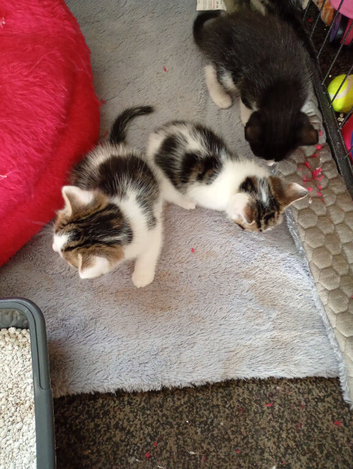 Kittens ready to leave