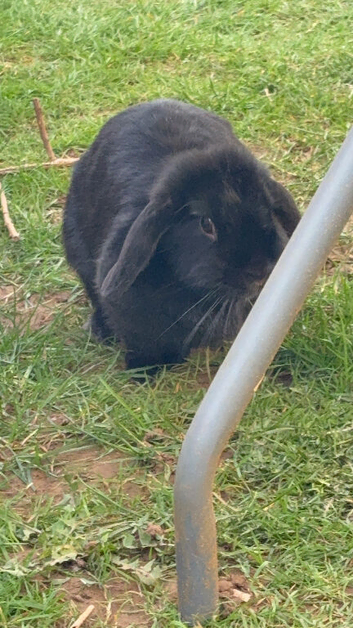 Open to offers. - female lop for sale