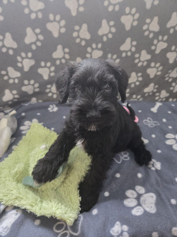 Miniature Schnauzer puppies