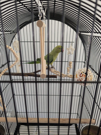 Indian ringneck with full cage setup
