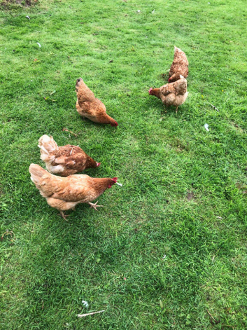 Chickens available