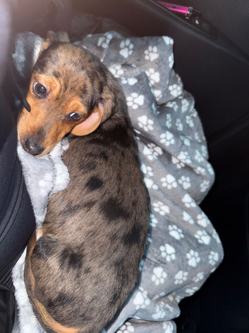 Dog for sale