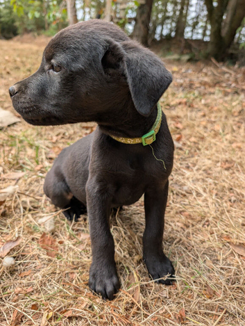 Labrador x rottweiler pups