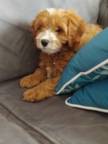 Cavapoos