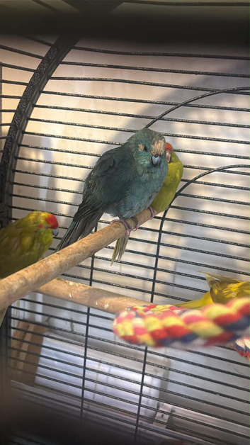 Blue adult kakariki