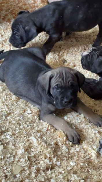 6 Beautiful Fur Babies