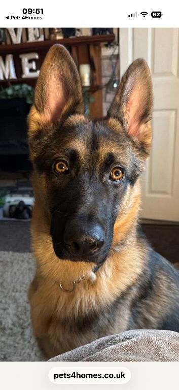 German Shepherd