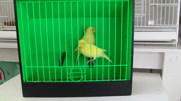 Two Quality DND Sexed Hens.&pound;25 Each