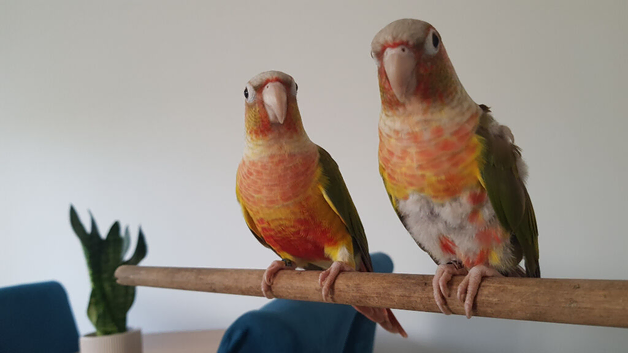 Hand reared tame talking conure. I'm not the bird with missing feathers in the image.