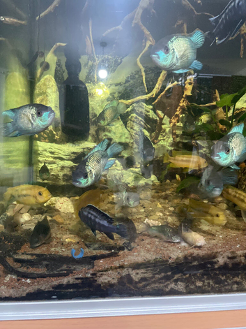 Electric Blue Acara