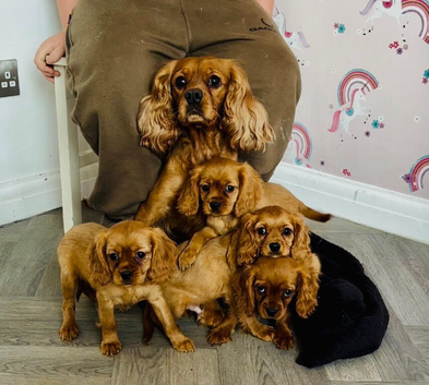 Stunning Cockalier Puppies