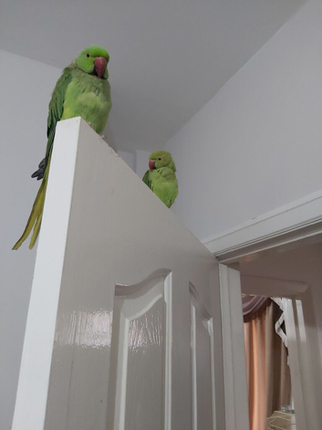 Pair of ringneck