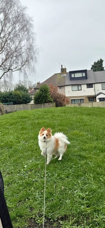 Boy