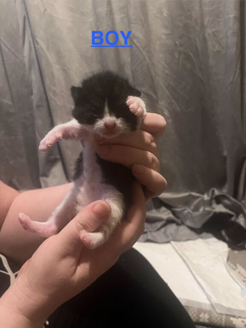 2 kittens