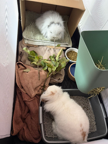 2x 10 month mini lion lops indoor rabbits