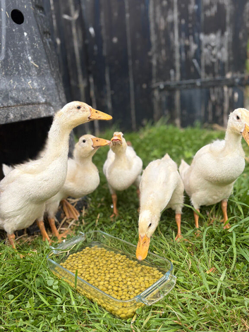 Established Free Range Flock