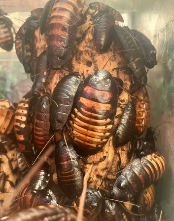 Madagascan Hissing cockroaches