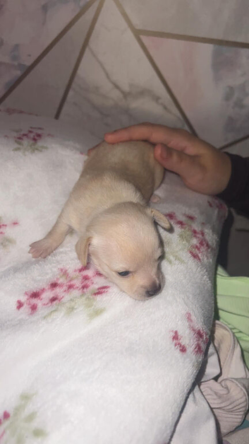 Chihuahua pure beautiful ️