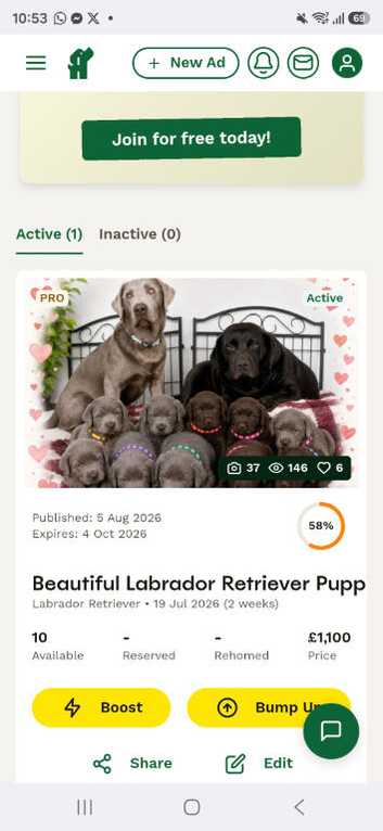 ️Beautiful Labrador Retriever Puppies &ndash; Silver & Chocolate